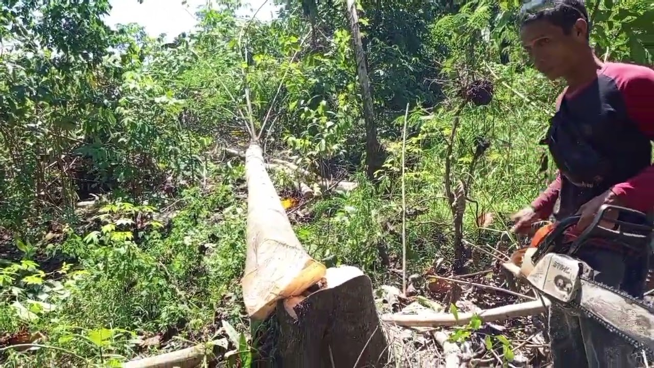 NEBANG KAYU JABON HARUS DI DORONG DI KEBUN ADA KEBUN PISANG TETANGGA