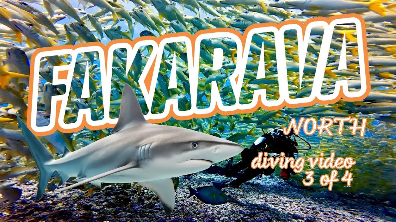 🏝️ French Polynesia Diving Documentary [3/4]: FAKARAVA NORTH