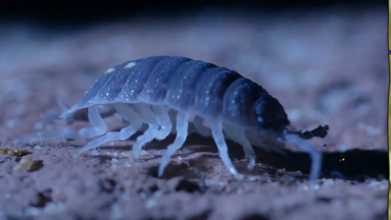 Lifer : Left Right Left (Visualizer)
