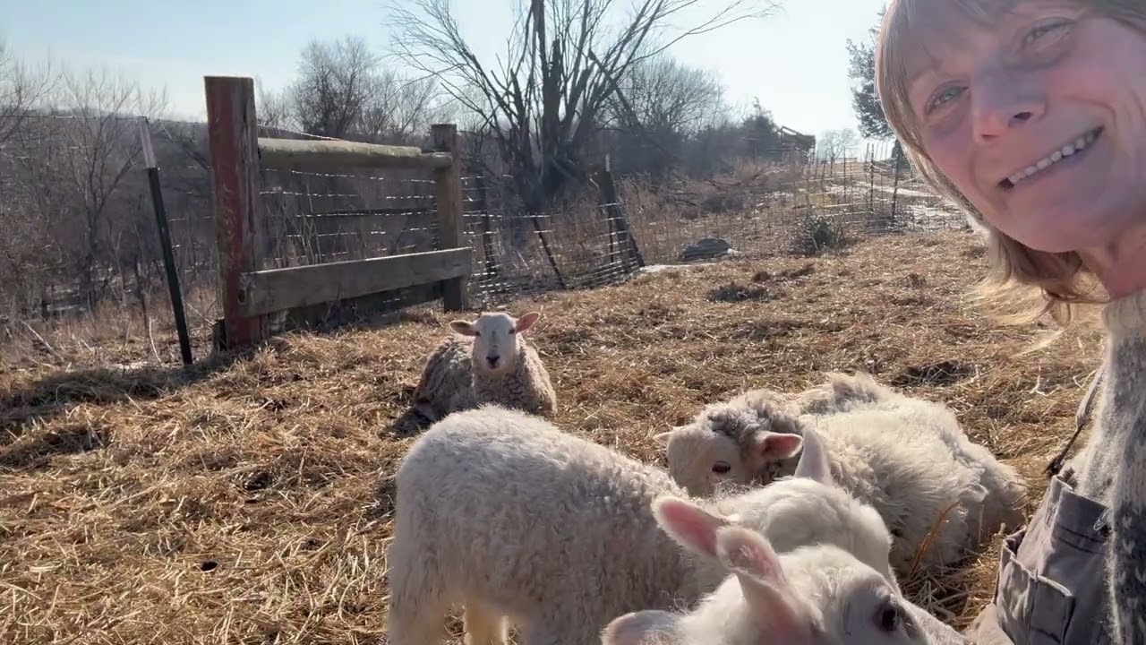 Some fun sheep facts coming straight from the barnyard 