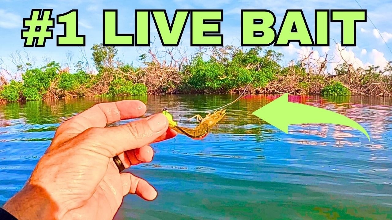 You DO NOT need Whitebait! #1 Bait Wading Islands | Charlotte Harbor Fisherman