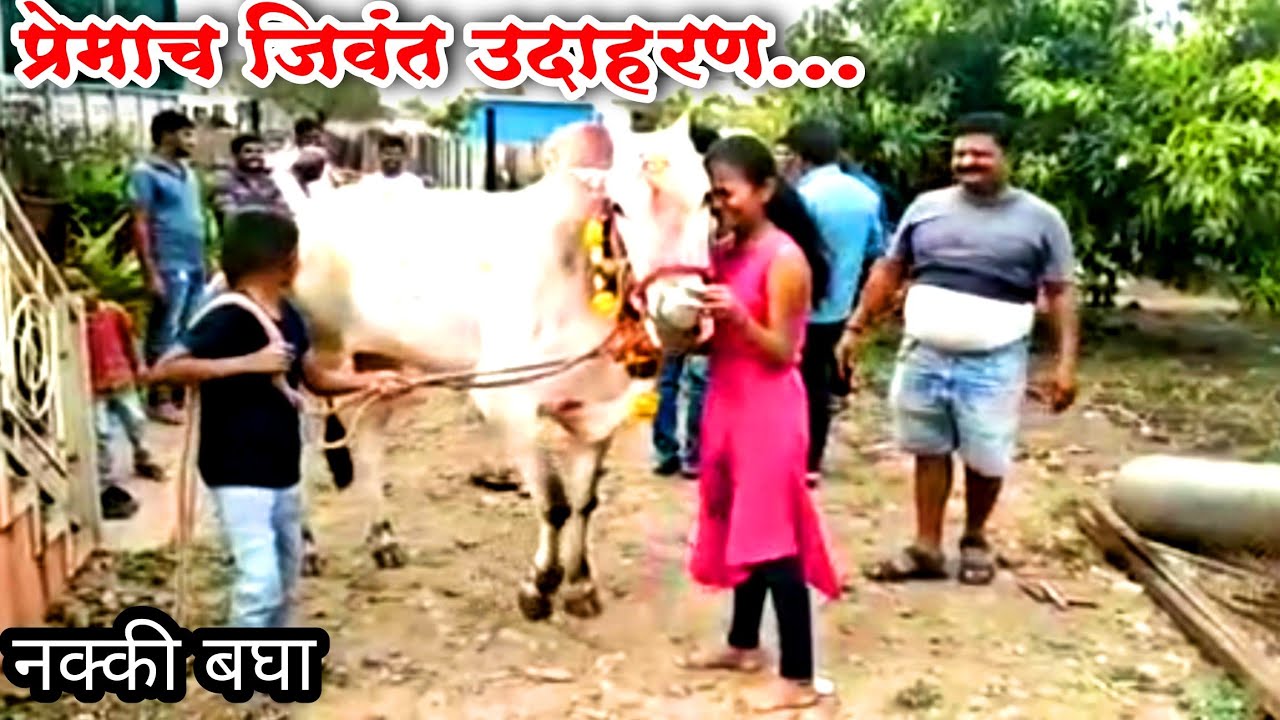 Bailgada Premi Maharashtra  \ Bailgada Sharyat Premi \ Bail Jhalak Video