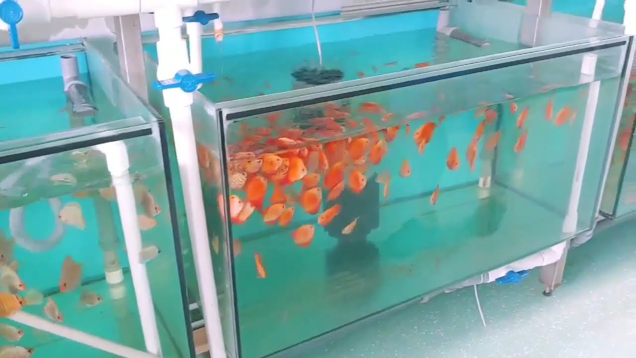 Feeding with ROYAL MENU GRANULE at 100 000 L discus farm - DISCUS-SINER