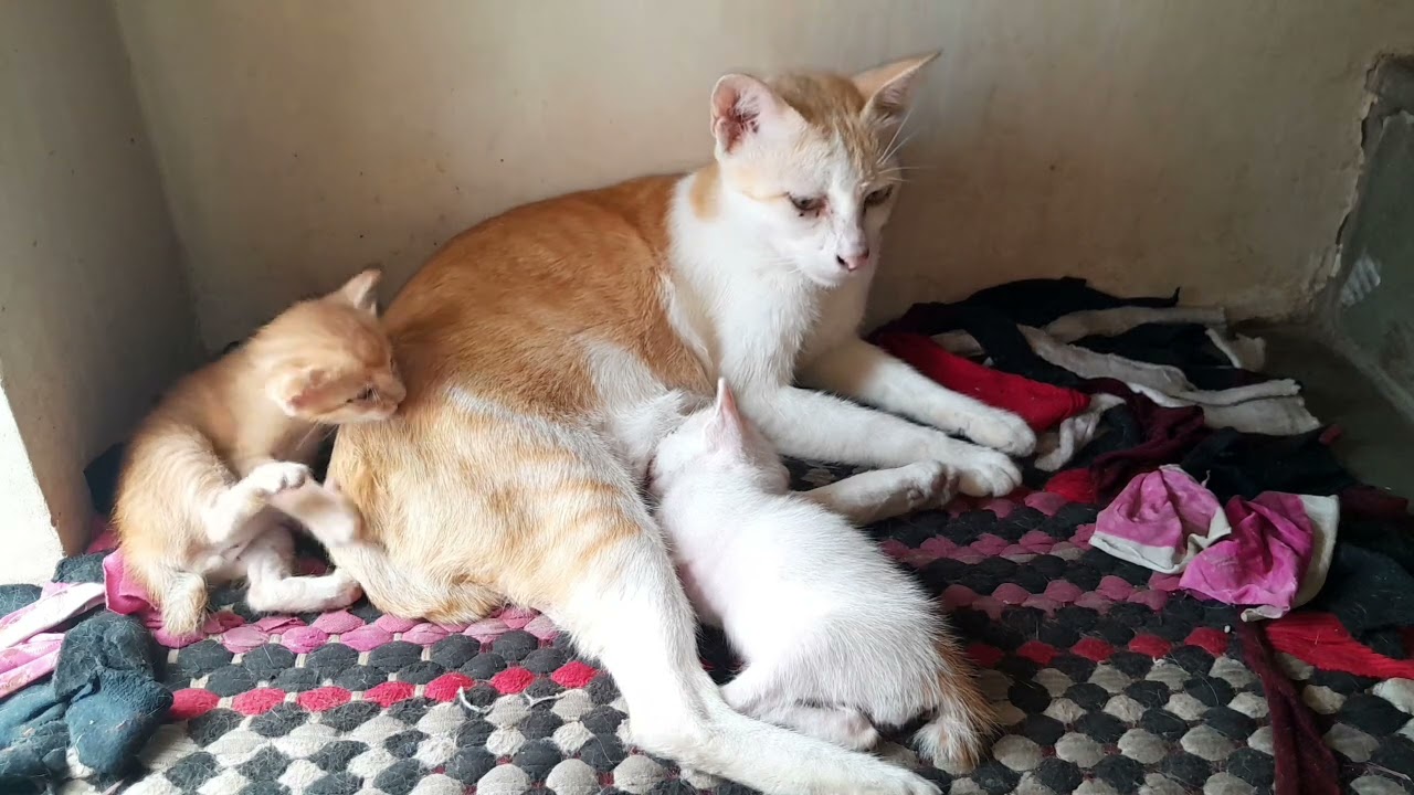 The little baby kittens are getting milk from mom cat 