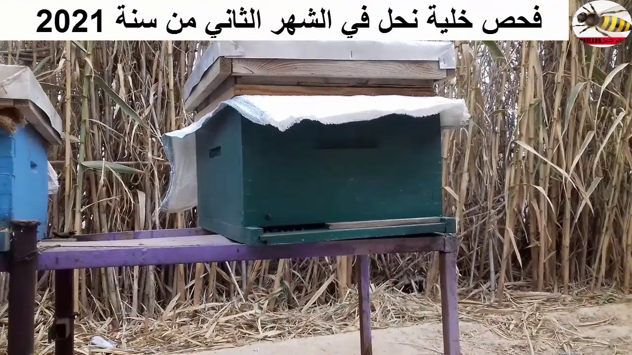 فحص خلية نحل في الشهر الثاني أو فيفري من سنة 2021