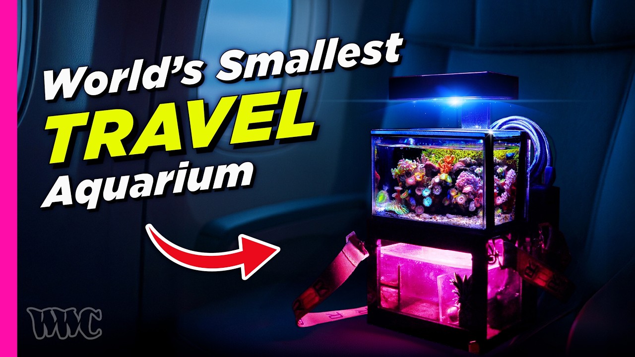 The Reef Tank That Flies on Planes!? | RoamingReef’s Traveling Aquarium