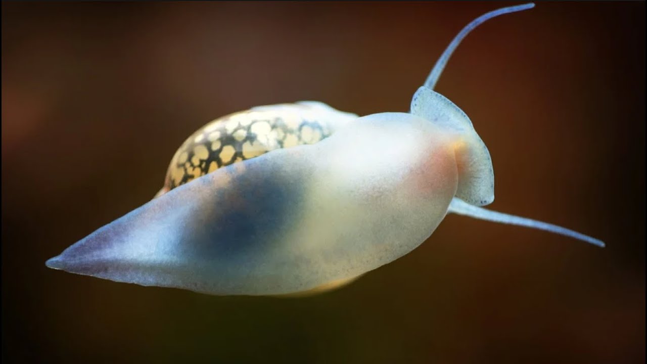 Los Animales MÁS MORTALES del Mundo