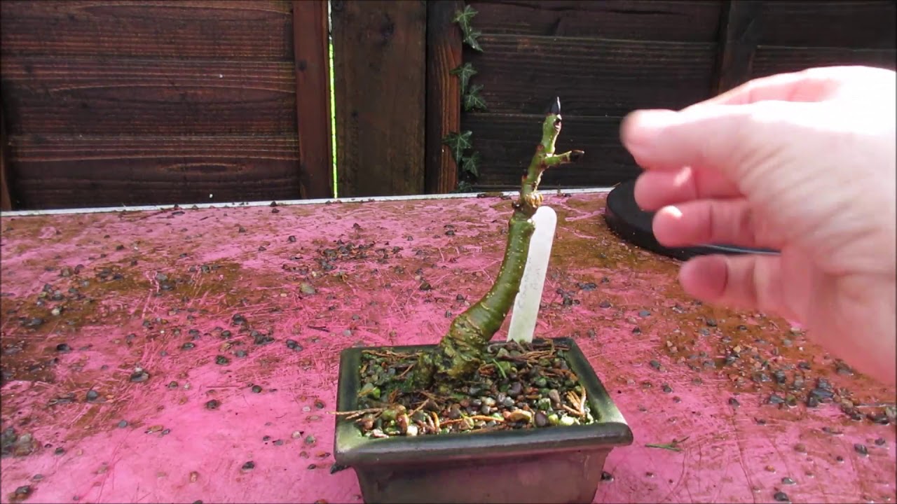 Ash as small or medium bonsai March 2018