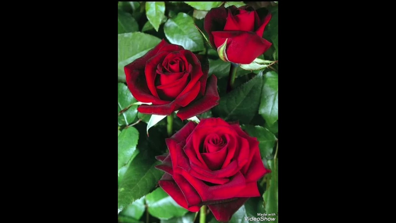 song by Pinky  Lawson