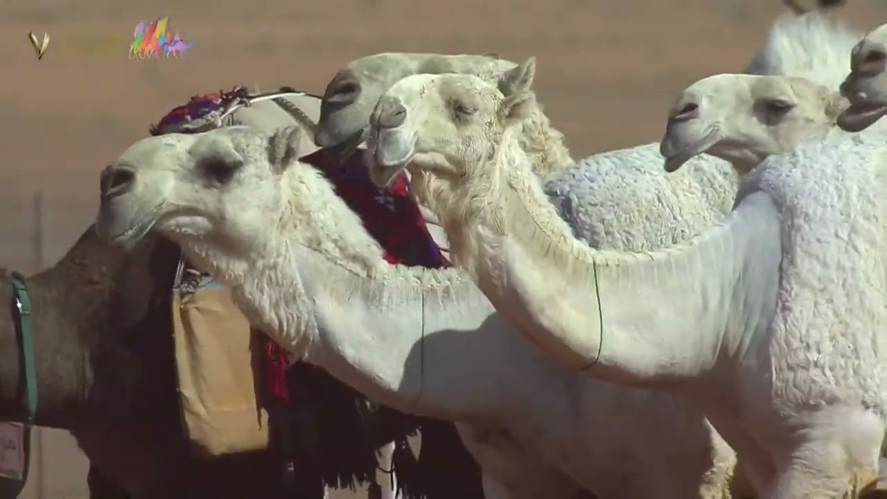 🎥 | عروض فئة سيف الملك للون الوضح 🐪  ضمن منافسات #مهرجان_الملك_عبدالعزيز_للإبل7     #همة_طويق