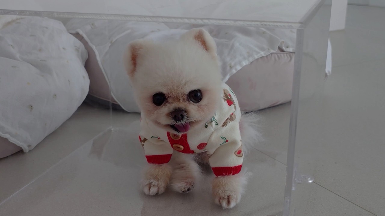 Особый рождественский подарок для моих драгоценных щенков!