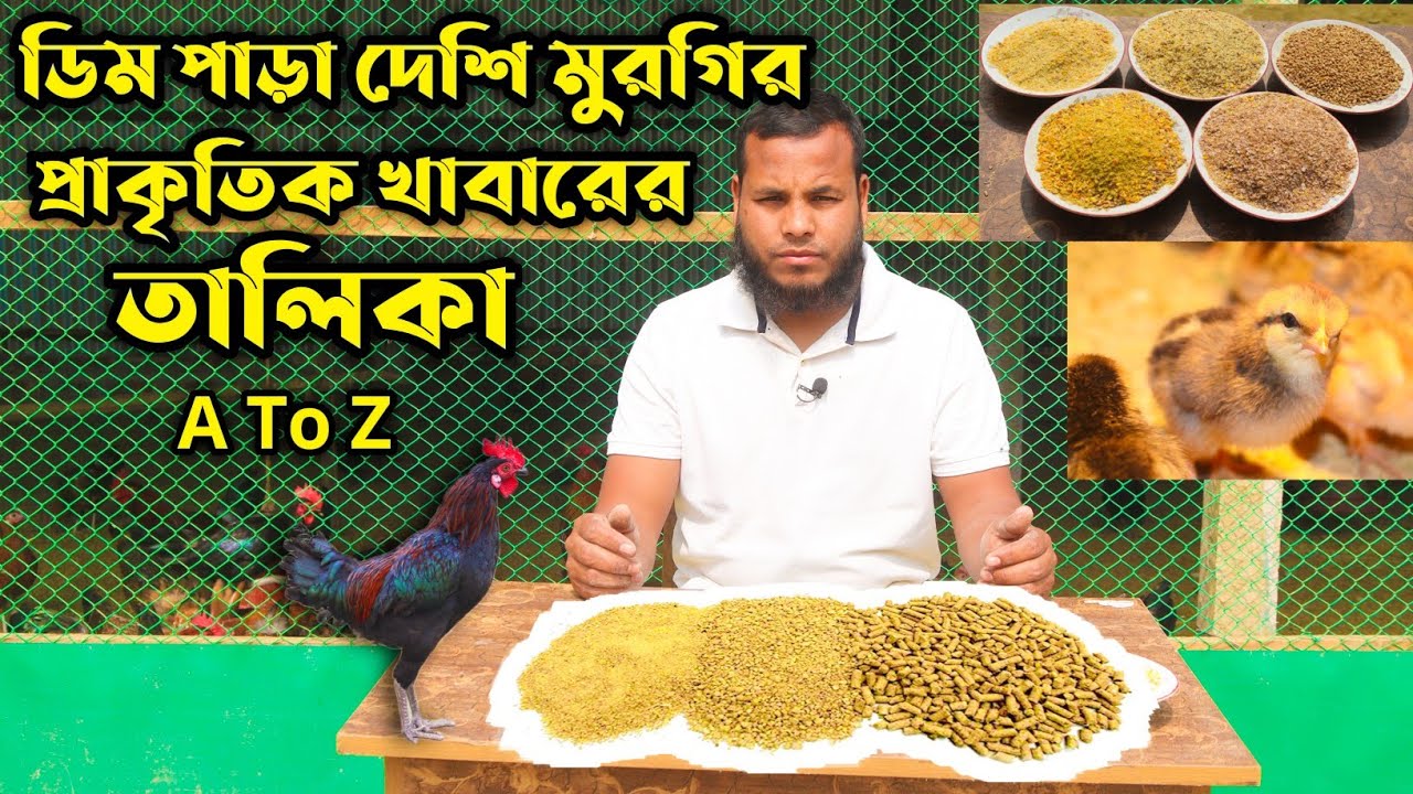 দেশি মুরগির প্রাকৃতিক খাবারের সঠিক তালিকা |মাংস ও ডিম বৃদ্ধি করার উপায় কি এবং কি খাবার খাওয়াতে হবে?