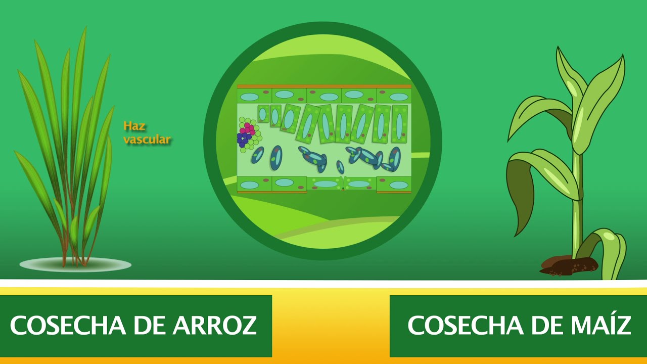 Amistar Top Fungicida Agr&iacute;cola