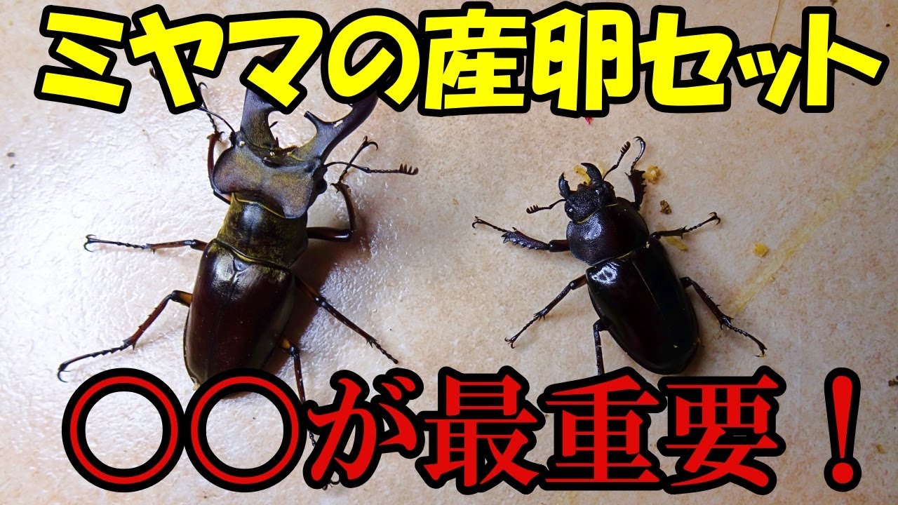 【産卵セット組み方】ミヤマクワガタは〇〇が絶対条件！