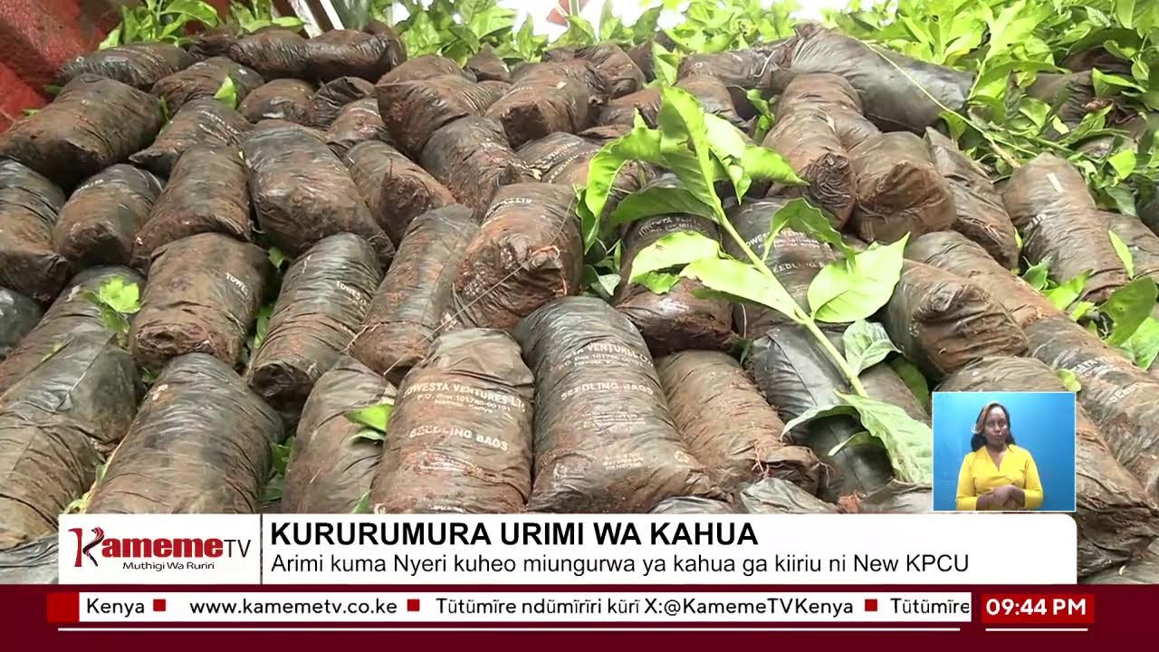 #MutamburukoWaMohoro