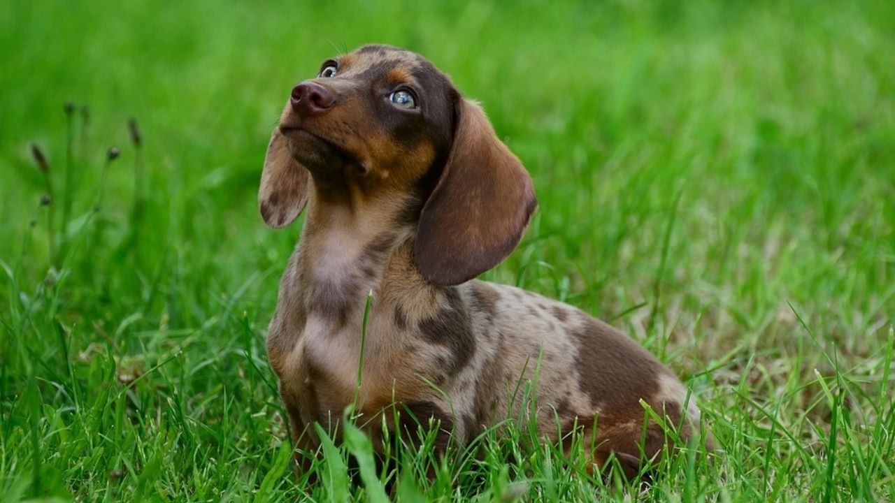 Hilarious Wiener Dog Video Compilation | Funny Dachshunds & Miniature Sausage Dogs Around the World