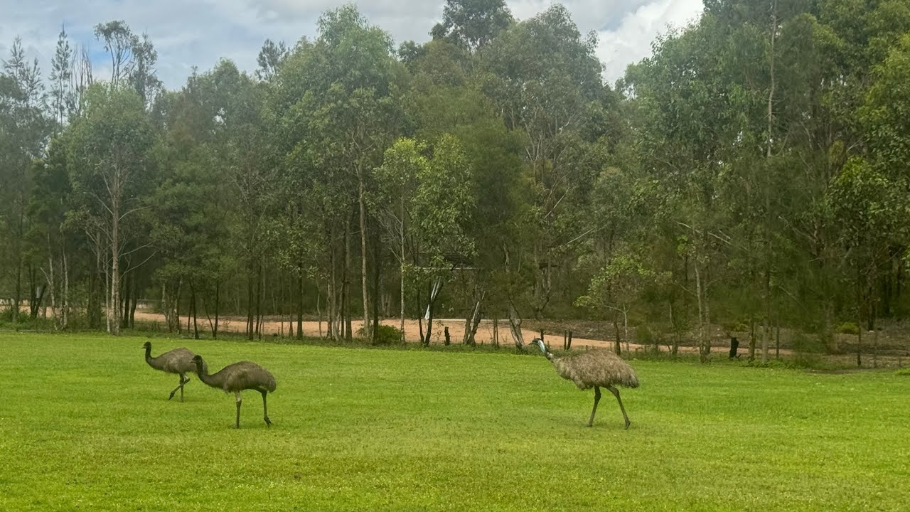 Wild emus at Wianamatta Regional Park, NSW! 