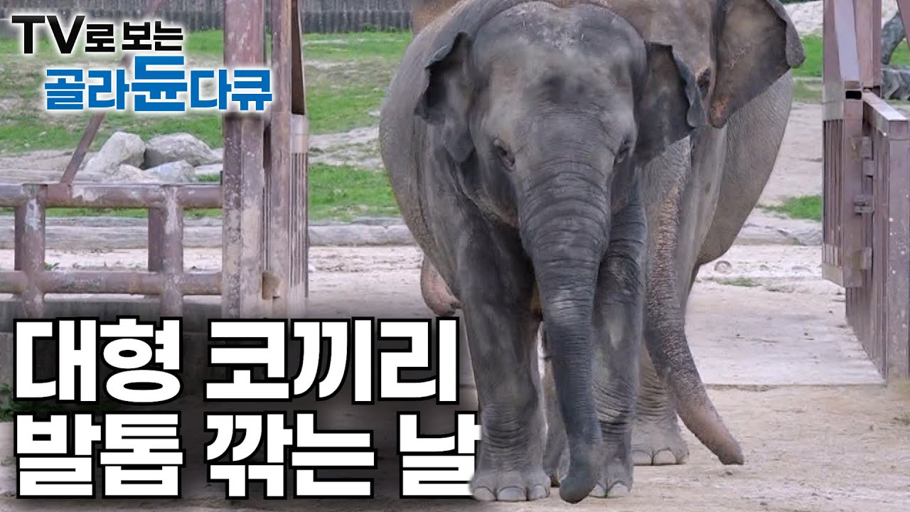 자신감 있는 코끼리로 다시 태어나는 날✨ 코끼리의 발톱 관리 날ㅣ몸무게 4,000kg 코끼리 발 관리가 가장 중요한 이유는?ㅣ극한직업│#골라듄다큐