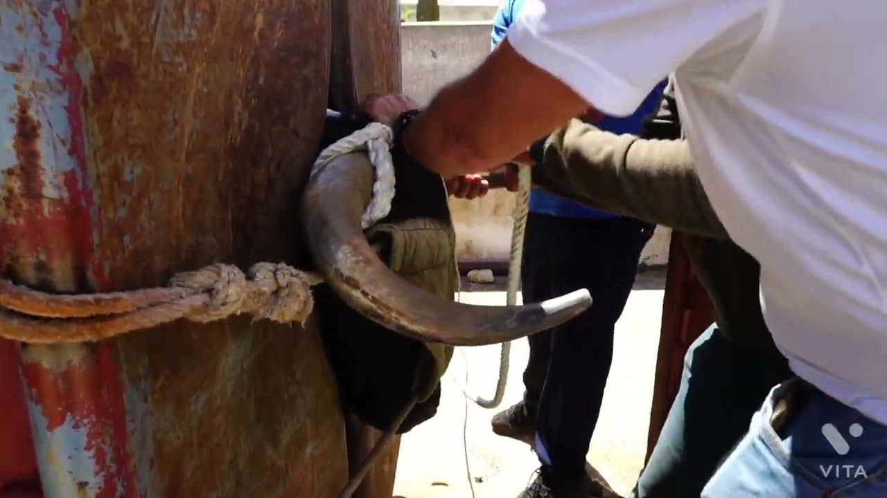 Benaocaz suelta de los toros de San Blas 2022.