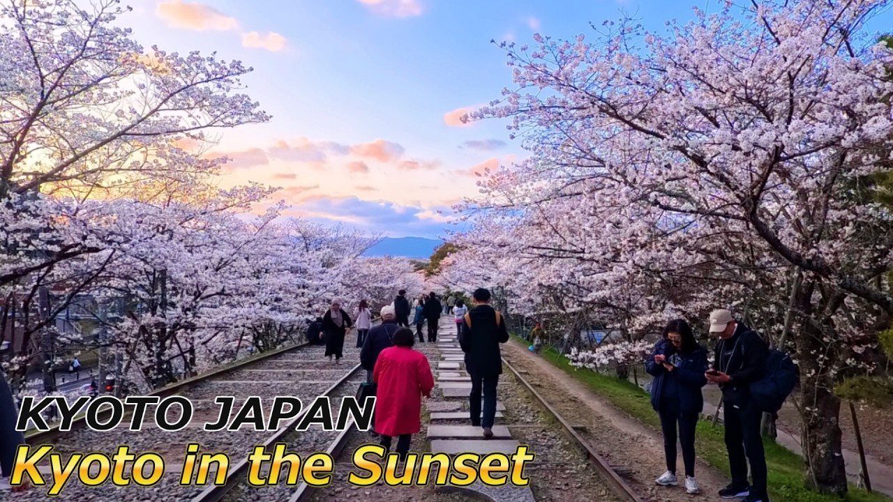 The cherry blossoms in Kyoto at sunset are so beautiful　JAPAN 4K
