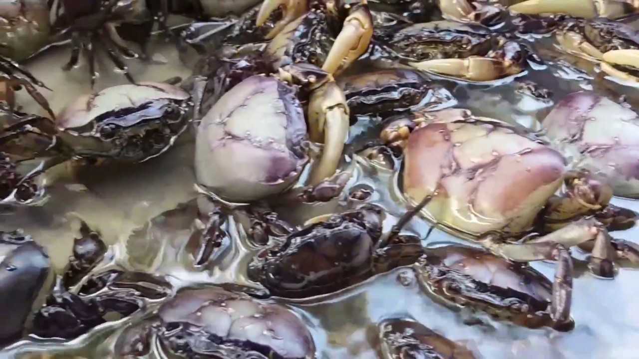 Amazing Crabs | Rice Field Crabs
