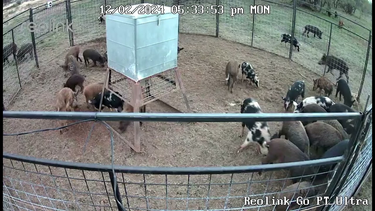 HOG BROTHERS TRAPPING COMPALATION