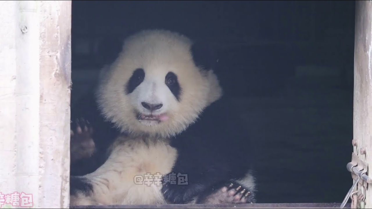 【大熊猫和花】出门上班啦，再磨蹭要扣盆盆奶啦~ HeHua is about to go out to meet fans | Panda HeHua