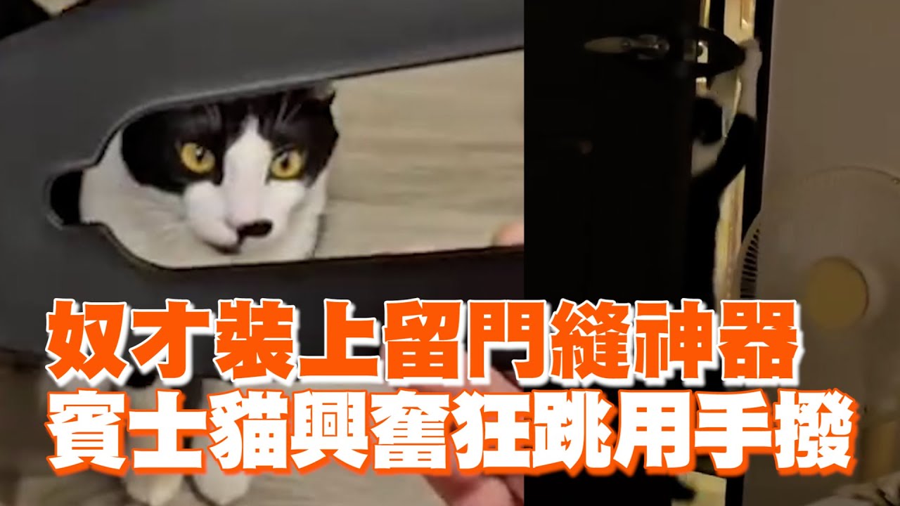 奴才裝上開門縫神器　賓士貓興奮狂跳用手撥 ｜#寵物雲