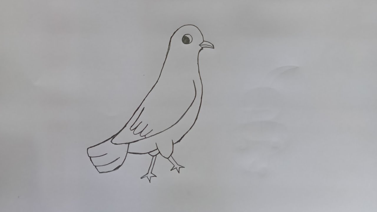 Pigeon drawing 