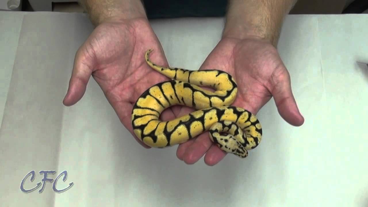 Ball Python Unboxing  #10