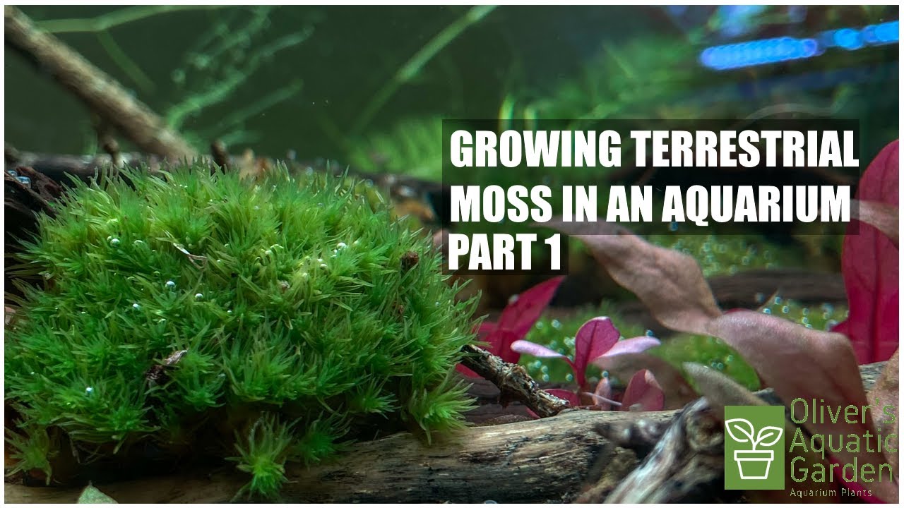 Trying out 3 different species of terrestrial moss underwater! Will it grow? Part 1!
