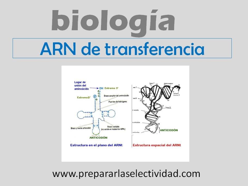 ARN de transferencia (ARNt)