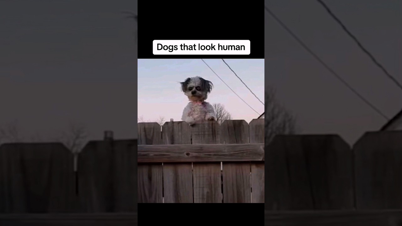 These are the scariest dogs 😨
