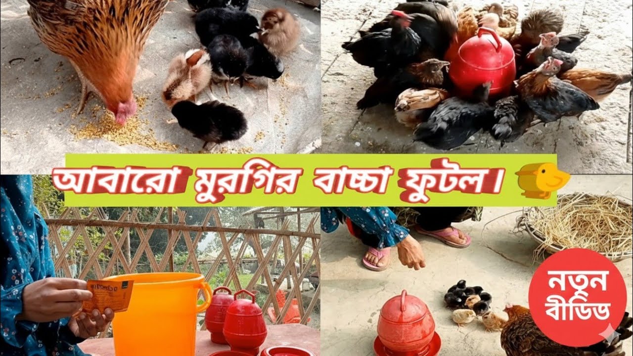 বাড়িতে  নতুন অতিথির আগমন! মুরগির বাচ্চার যত্ন ও পরিচর্যা | Village Vlog.Rukhsana home journey. 