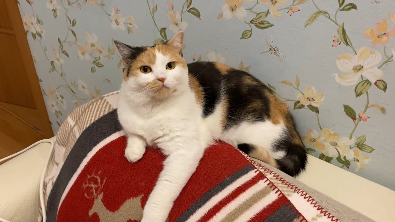 Поехали в гости, солим красную икру, жарим и варим рыбу 