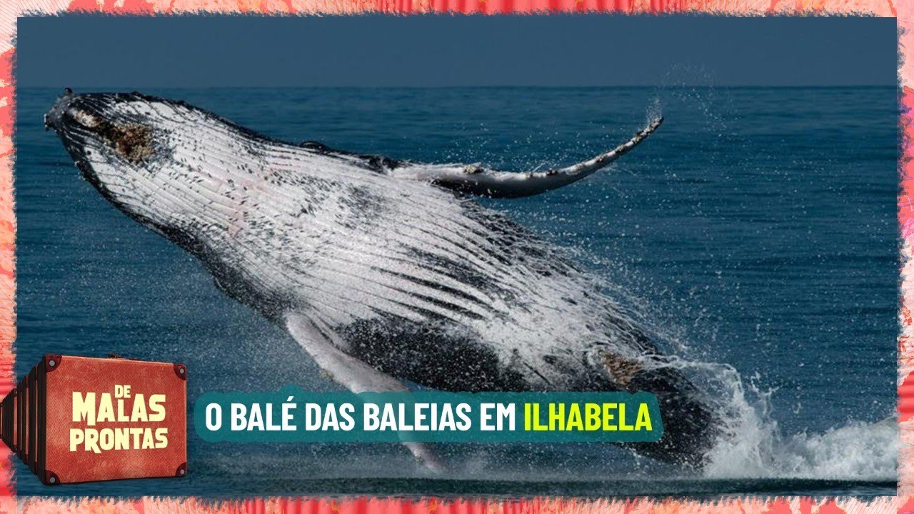 Como ver baleias em Ilhabela
