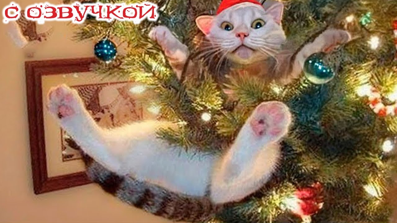Приколы с котами! Самые смешные животные С ОЗВУЧКОЙ! Смешные коты -  УГАР!!