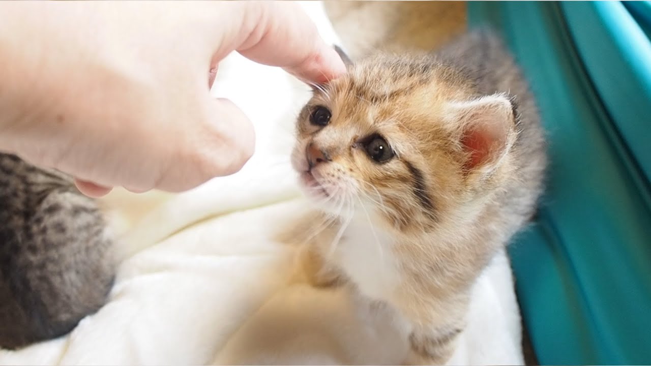 家主を見つけた子猫が嬉しそうな顔で少し急ぎ足で近づいてきてかわいい鳴き声で甘えてくる。【赤ちゃん猫】【保護猫】