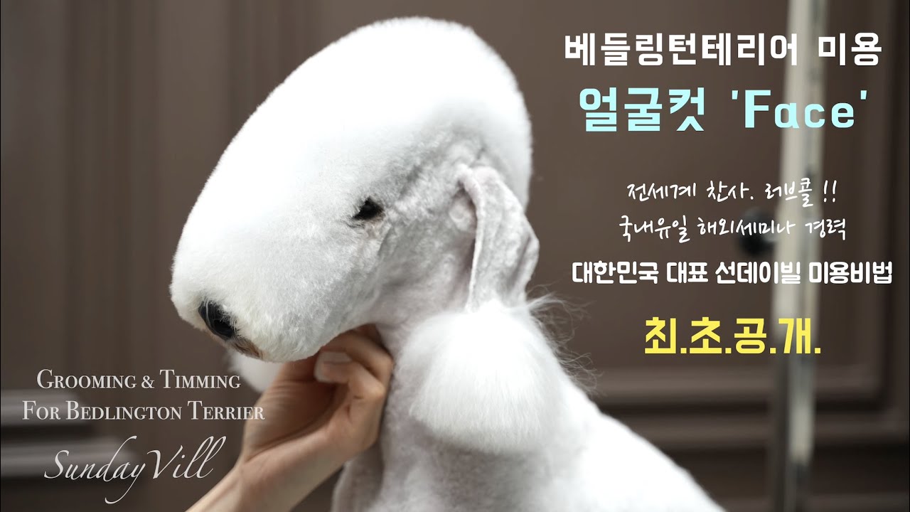 최초공개! 선데이빌 베들링턴테리어 '얼굴' 미용 방법(Bedlingtonterrier Grooming For Face)