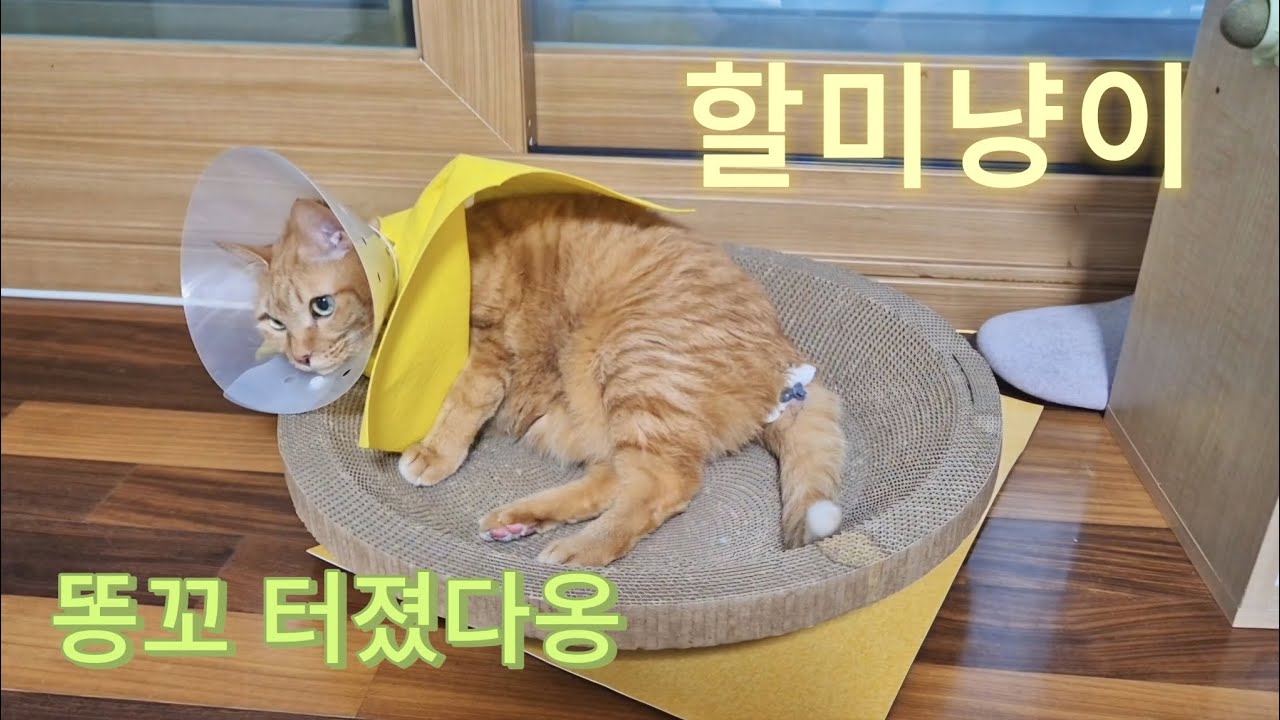 고양이 똥꼬 터졌다옹 - 항문낭염 재발한 노묘