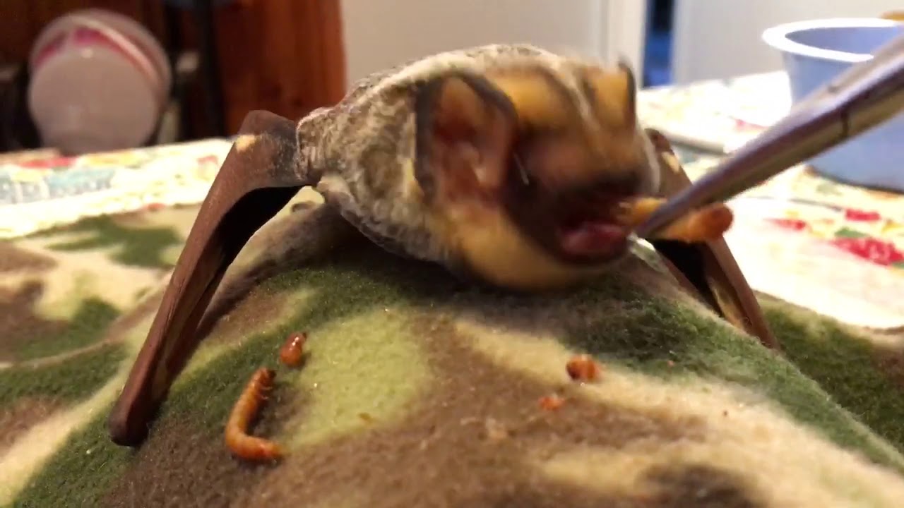 Hoary Bat feeding time