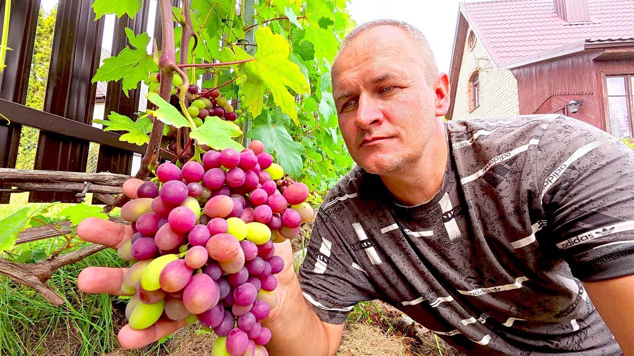 🔴🔴Окрашивание Винограда в Открытом Грунте