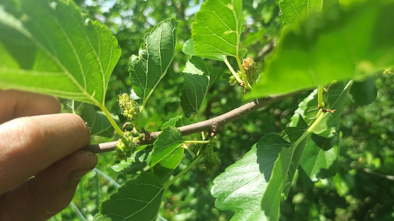 Шелковица или тутовое дерево в Подмосковье. Стоит ли сажать и ждать урожая.
