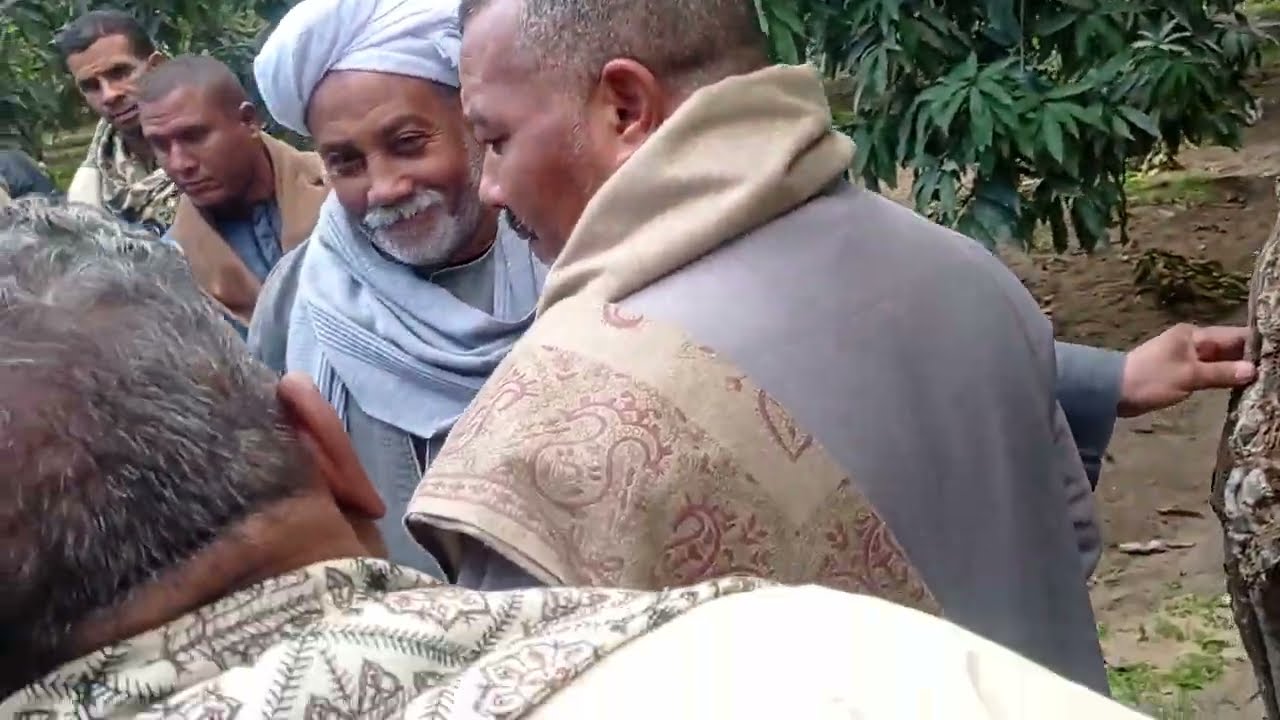 وداعاً للري التقليدي! اكتشف أسرار الري المطور لأشجار المانجو.بمزارع الحاج احمد يس