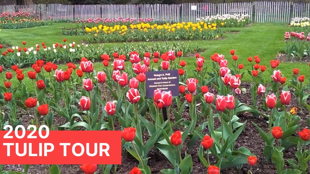 Elizabeth Park Tulip Garden Tour