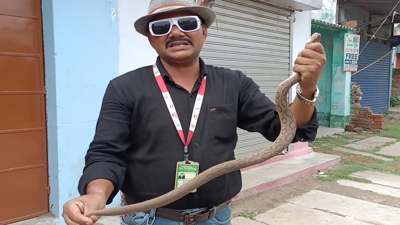 देखिए सबसे बड़ा बिष दांत वाला सांप l