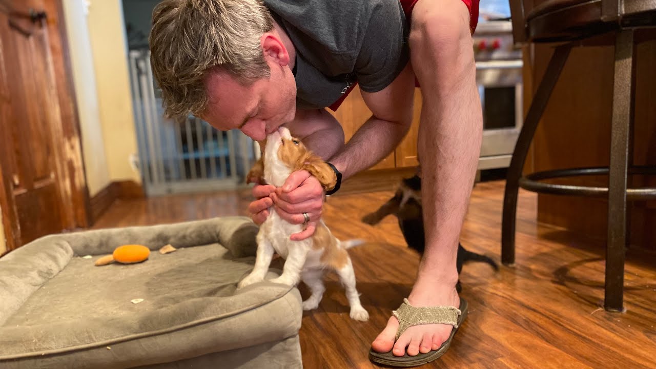 Cavalier Puppy Live Stream: 8-weeks-old and Playing in the house with the Big Dogs