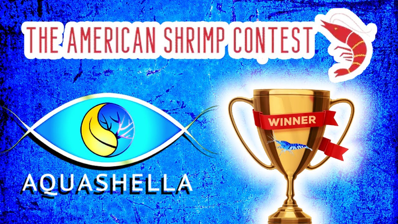 The American Shrimp Contest! Aquashella Dallas 2022 Winners!