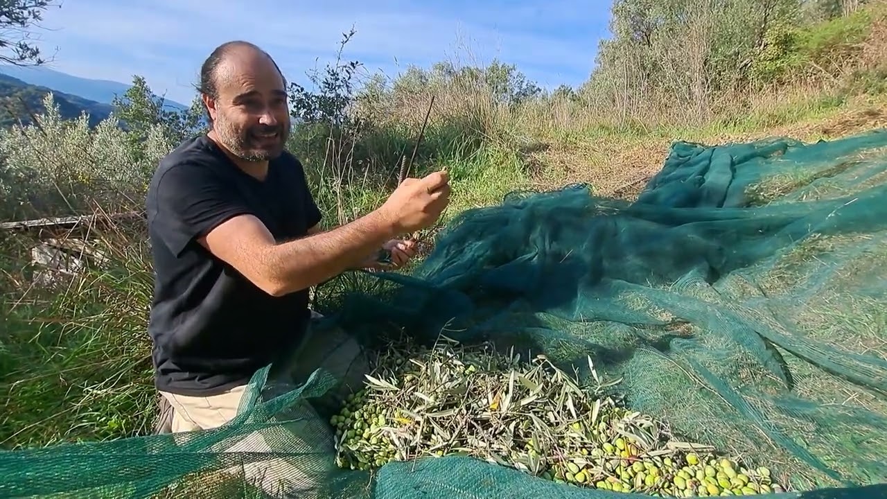 Raccolta delle olive su pendenze estreme e con tecniche antiche