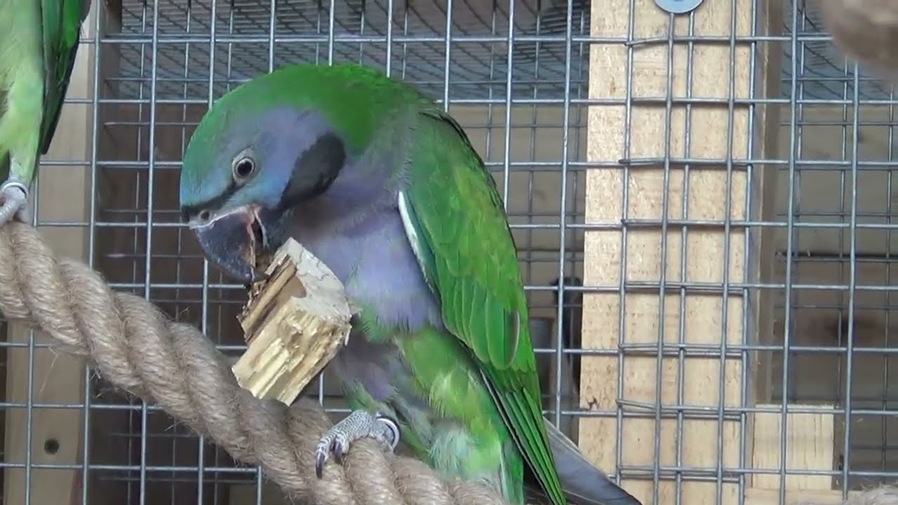 aleksandretta chińska i większa, jak radzą sobie w wolierze, Psitacula eupatria,Alexandrine Parakeet